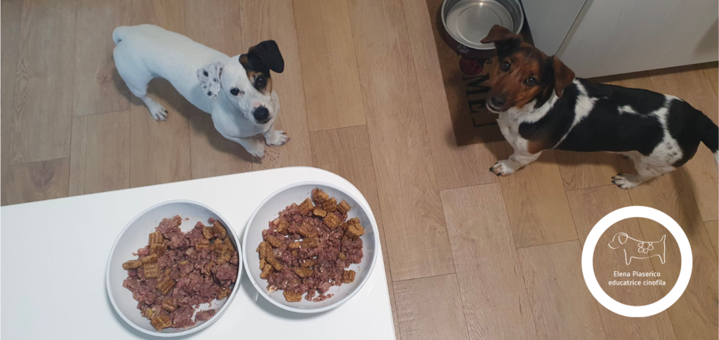 I cani di Elena Piaserico e la loro alimentazione